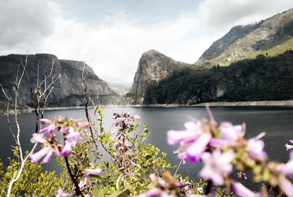 Times of Year to See Wildflowers in Yosemite National Park