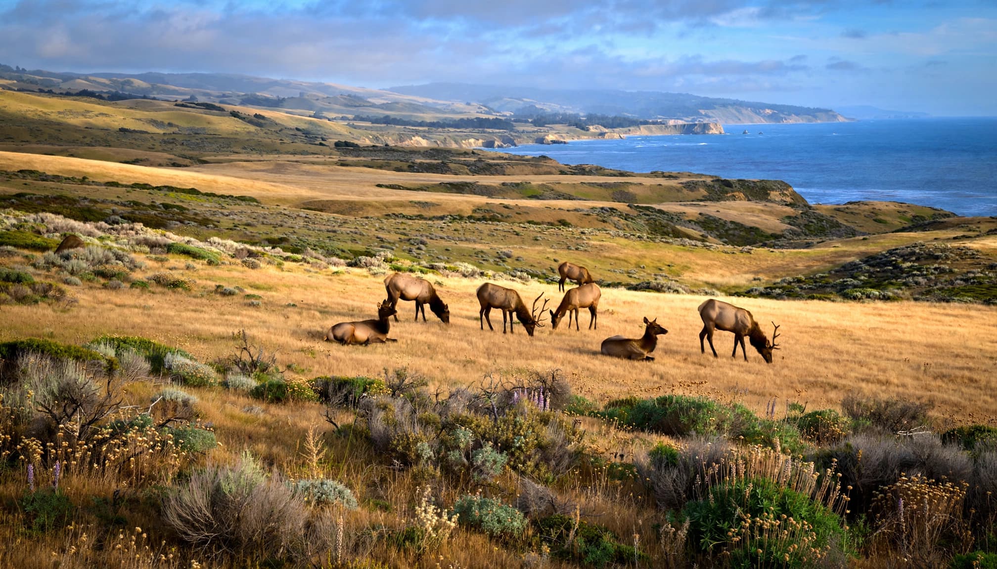 Tule elk graze on golden grass with rolling hills and the Pacific coast behind them.